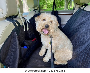 Small whoodle dog, a mixed breed of Wheaten Terrier and mini poodle, sitting in the back seat of an SUV covered with a black padded pet liner before a car ride in the summer