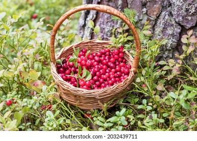 In a small wicker basket, there are fresh ripe lingonberries gathered in the forest.