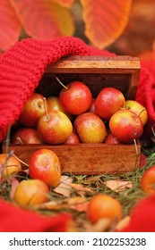 Small Wild Apples In A Box On A Background Of Autumn Nature	