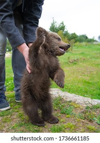 A Small Wild Bear Cub Plays With A Man