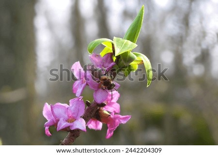 A small wild bee on a beautiful pink flower of a poisonous daphne plant. Early spring blooming mezereum flower. Bee collecting nectar from the flower. Selective focus.