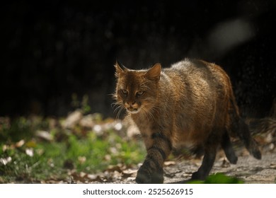 Small wild cat, Pampas cat (Leopardus colocola) 