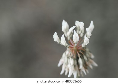 Small Wild Flower Similar To A Bouquet Of Coves. Similar To The Flower Bouquets Worn By Brides On The Day Of The Wedding. Ideal For Use As Decoration Background