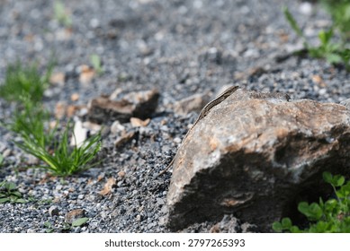 Small wild lizard sunbathing on a large granite stone against a blurry gravel background, wildlife and nature concept . Close-up of a small camouflaged reptile creeping on rocks in a mountain region, selective focus wild animal photography