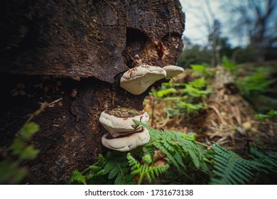 Small wild mushrooms in the woods