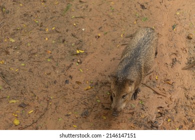 A Small Wild Pig Walking In The Mud