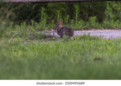 A small wild rabbit eating grass at the edge of a parking lot. - Powered by Shutterstock