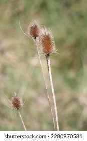 small wild thistles in spring
