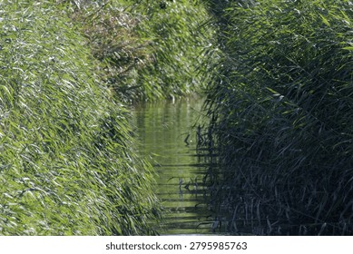 Small winding stream flowing between dense green vegetation in a peaceful outdoor marshland