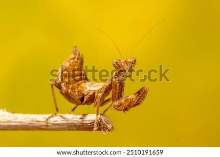 A small wingless praying mantis, about 25mm (one inch) long