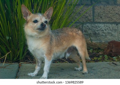 Small Wire Haired Chihuahua Dog Looking Stock Photo Edit Now 1369825589