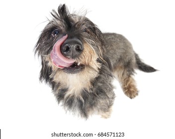 A small wire-haired Dachshund isolated against white background