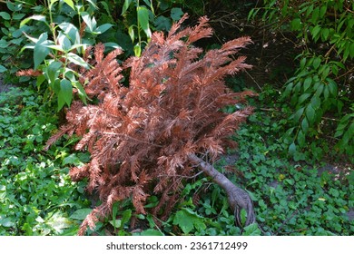 A small withered conifer tree fallen in the grass