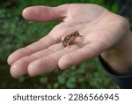 Small wood frog on a female hand. Summer walks in nature, ecology.