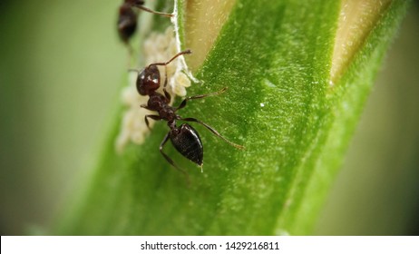 Small Wood Plant Carpenter Ants Keeping Stock Photo (Edit Now) 1429216811