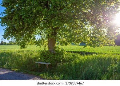 Small wooden bench, resting place under the tree on rural countryside with sun beams in evening. Calm concept