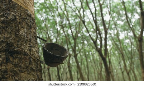 Small wooden bowl fastened to rubber tree trunk to gather latex