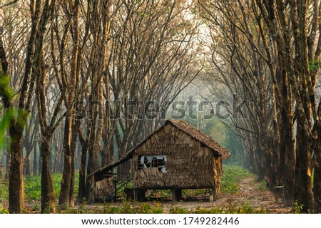 Small wooden cabin in the rubber tree forest Foggy morning The atmosphere looks fresh, bright and scary. In the countryside in Thailand