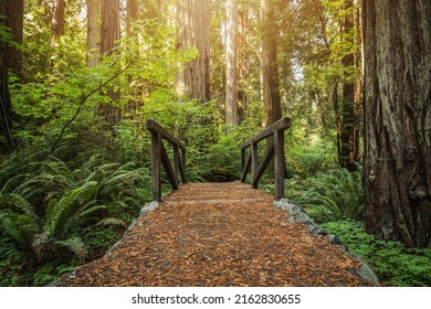 Small Wooden Creek Bridge On A Trail In The Redwood Ancient Forest. Coastal Northern California Landscape.