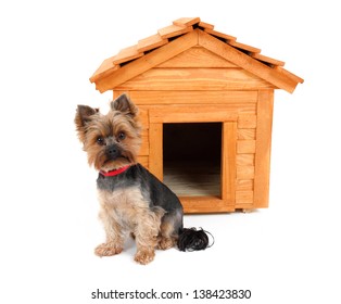 small wooden dog's house and small dog.