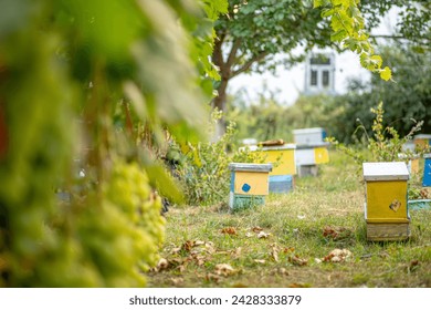 Small wooden hives nestled amidst the greenery of the garden serve as nuclei for bee colony growth. Honey bee hives in the vineyard in summertime. Biodiversity conservation concept