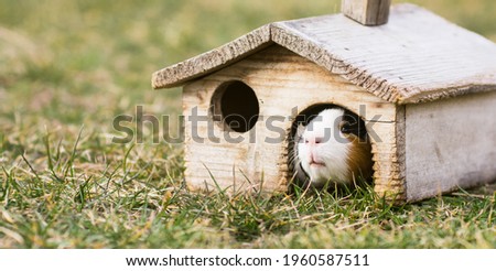 Small wooden house for guinea pig. Redent inhabits old wooden shanty on green grass.  [[stock_photo]] © 