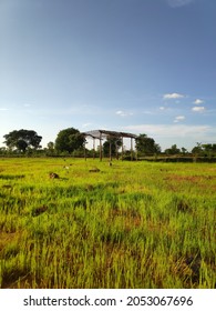 A Small Wooden Skeletal House On A Crop Field. Beautiful Kalahandi