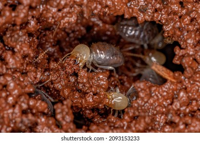 Small Worker Termites of the Epifamily Termitoidae building a termite mound by manipulating wet earth