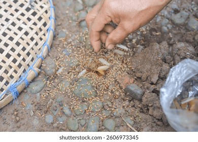 Small Worker Termites,Close-up of ants