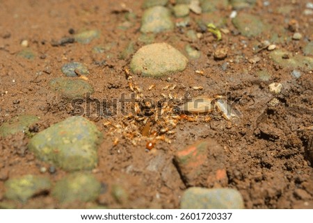 Small Worker Termites,Close-up of ants