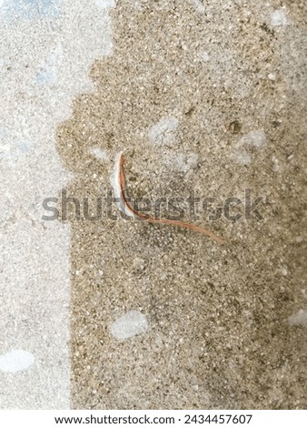 Small worms crawling on the waterlogged concrete floor.