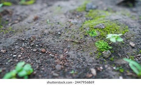 Pequeños gusanos en la tierra con pequeñas hojas verdes