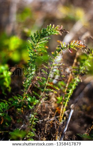 Small yarrow sprouts. Achillea millefolium