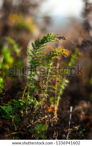 Small yarrow sprouts changing their color in autumn. Achillea millefolium