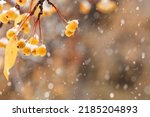 Small yellow apples on branches tree with snow. Winter or late autumn scene, beautiful nature with wild frozen berries on blurred dark background. Winer season apple trees close up and snowing