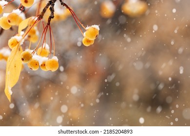 Small yellow apples on branches tree with snow. Winter or late autumn scene, beautiful nature with wild frozen berries on blurred dark background. Winer season apple trees close up and snowing - Shutterstock ID 2185204893