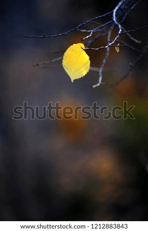 Similar – Herbstfoto Natur Himmel