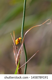 Small yellow beetle straddling two blades of dead grass whilst gripping a small twig with its mouth