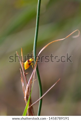 Small yellow beetle straddling two blades of dead grass whilst gripping a small twig with its mouth