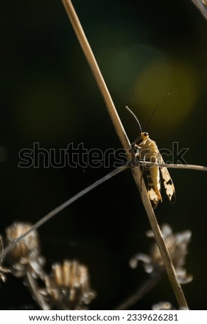 A small yellow bug, Common scorpion fly, a species of Scorpionflies (Panorpidae) sitting on a tall dry grass. 