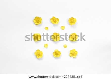 Small yellow Buttercup flowers in a row with individual petals on a white background. Floral background, repeating pattern