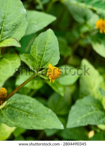 Small Yellow Button Flowers Blooming Amongst Lush Green Leaves in a Garden Setting