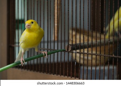 Small Yellow Canary Bird With Cage Singing 
