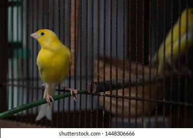 Small Yellow Canary Bird With Cage Singing 