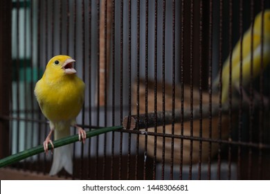 Small Yellow Canary Bird With Cage Singing 