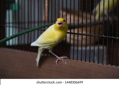 Small Yellow Canary Bird With Cage Singing 