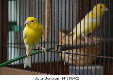 Small Yellow Canary Bird With Cage Singing 
