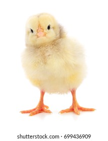 Kleines gelbes Huhn einzeln auf weißem Hintergrund.