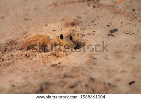 Small yellow crab in closeup entering his house on the sand of a beach