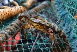 A Small Yellow Crab In A Fishing Net, Close-up. Sailing Ropes In The Background. Environmental Conservation Theme. Jura Island, Inner Hebrides, Scotland, UK